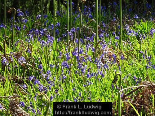 Spring in Glenfarne